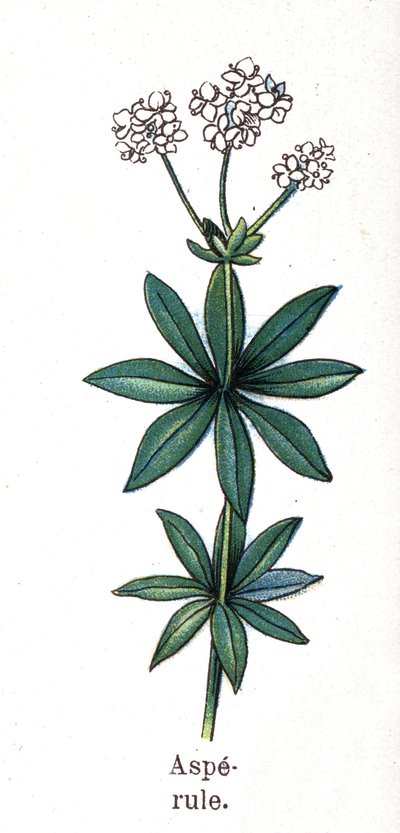 Medicinal and food botanical plants: asperula. Engraving in 