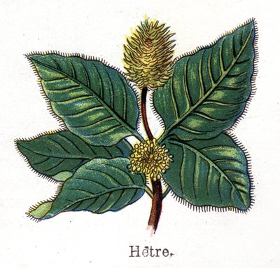 Medicinal and food botanical plants: beech. Engraving in 