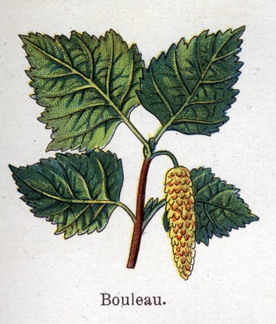 Medicinal and food botanical plants: birch by Unknown artist