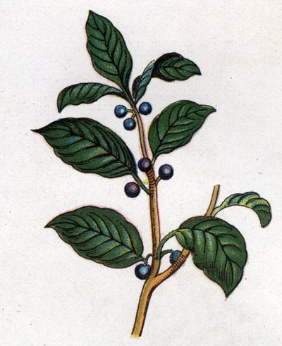 Medicinal and food botanical plants: buckthorn. Engraving in 