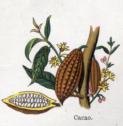Medicinal and Food Botanical Plants: Cocoa. Engraving in 