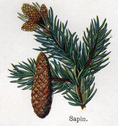 Medicinal and food botanical plants: fir. Engraving in 