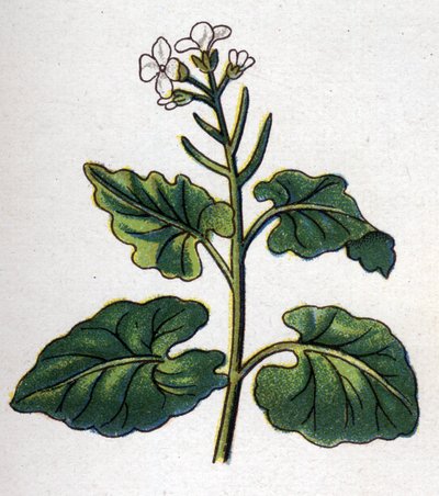 Medicinal and food botanical plants: herb with singers. Engraving in 