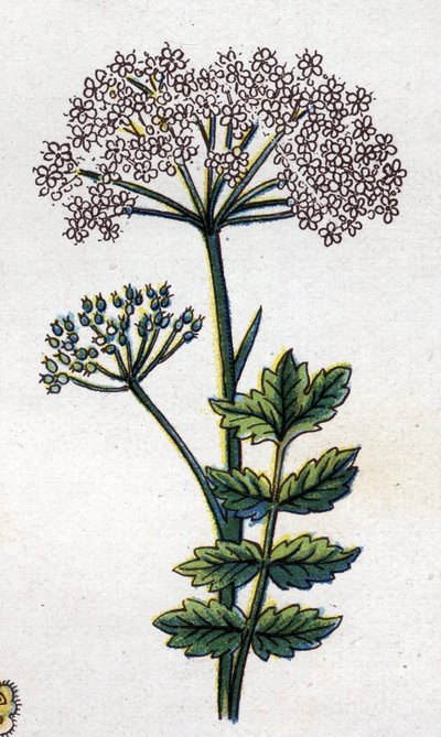 Medicinal and food botanical plants: large locage. Engraving in 
