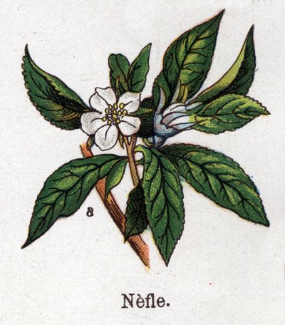 Medicinal and food botanical plants: medlar. Engraving in 