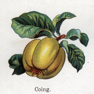Medicinal and food botanical plants: quince. Engraving in 