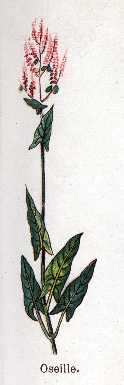 Medicinal and food botanical plants: sorrel. Engraving in 