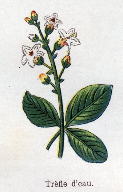 Medicinal and food botanical plants: water clover. Engraving in 