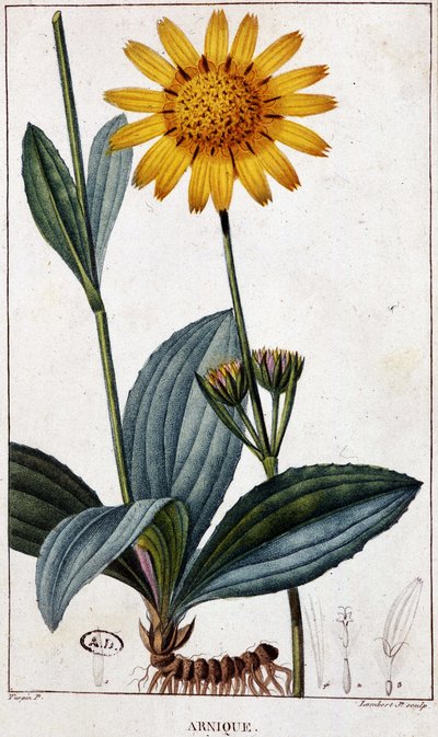 Medicinal Plant: Arnica - Botanical Board, Late 19th Century by Unknown artist