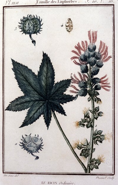 Medicinal Plants: Ordinary Castor (Botanical Board of the 19th Century) by Unknown artist