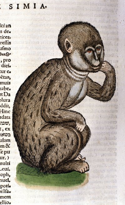 Monkey after the Historia Animalium by Conrad Gesner, Tiguri 1560. Biblioteca nazionale Braidense. Milan by Unknown artist