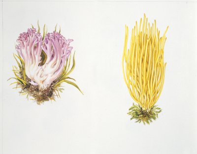Mushrooms by Unknown artist