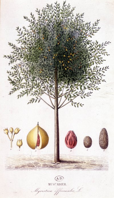 Myristica fragrans - Nutmeg (Myristica officinalis). botanical board by Unknown artist