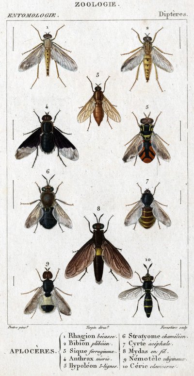 Natural history board. Entomology. Diptera family. Aploceres: 1. Rhagion beech; 2. Plebeien bion; 3. Ferruginous Sic; 4 Anthrax morio; 5. Hypoleon 63 lines; 6. Stratyome chameleon; 7; Cyrte acephal; 8. Mydas in wire; 9. Utiginous nemotele; 10. clavicorn ce by Unknown artist