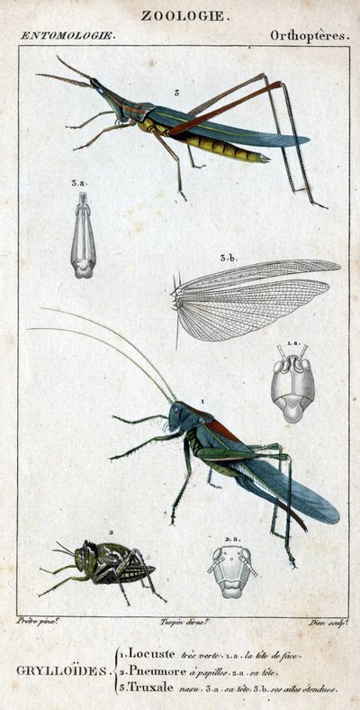 Natural history board. Entomology. Family of orthopteres. Grylloides: 1. Locust very green. 1.a. the front head; 2. Pneumore has taste buds; 2.a. its head; 3. Nasu truxal; 3.a. head; 3.b. extended wings by Unknown artist
