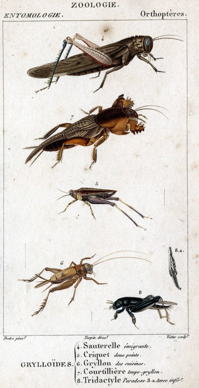 Natural History Board. Entomology. Family of Orthopteres. Grylloides: 4. Emigrating Grasshopper; 5. Grasshopper Two Points; 6. Gryllon from the Kitchens; 7. Gryllon Mole Broth; 8. Tridactyl Paradox; 8a. Inferior Tarsus by Unknown artist