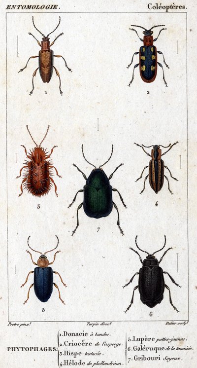 Natural history board. Entomology. Family of the coleoptera. Phytophages: 1. Banded donacia; 2. Asparagus criocere; 3. Hisp tested; 4. Phellandrium helode; 5. Lupere yellow legs; 6. Tansy gallery; 7. Silky doodle. by Unknown artist