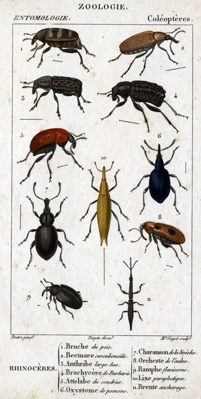 Natural history board. Entomology. Family of the coleopteres. Rhinoceres: 1. Pea bruche; 2. Beemare curculionoid; 3. Anthribe large beaked; 4. Prickly Brachycere; 5. Attelabra of the coudrier; 6. Pomone oxystoma; 7. Liveche charanson; 8. Alder orchest by Unknown artist