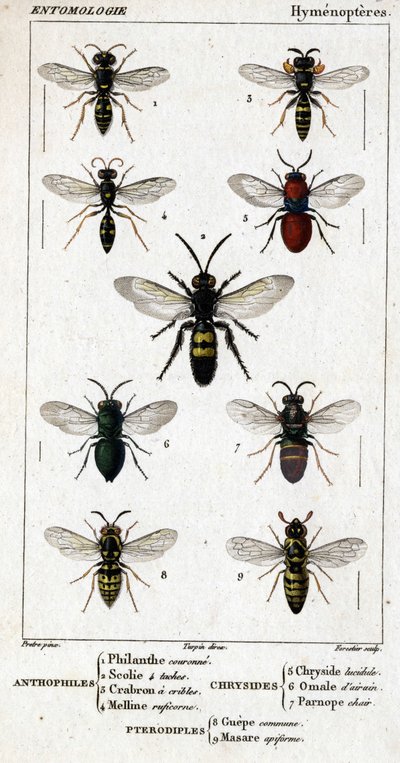 Natural history board. Entomology. Hymenoptera family. Anthophiles: 1. Philanth crown; 2. Scoile 4 spots; 3. Screening crabron; 4 Melline ruficorne. Chrysididae: 5. Lucidulous Chrysis; 6. Brain Omalum; 7. Parnope flesh. Pteromalidae: 8. common area; 9. Mas by Unknown artist