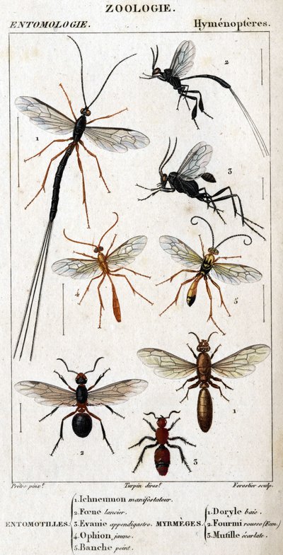 Natural history board. Entomology. Hymenopteres family. Entomotilles: 1. Inchneumon protester; 2. Foene lancier; 3. Evanie appendigastre; 4. Yellow ophion; 5. White painted. Myrmeges: 1. Doryle bay; 2. Provided redhead (Fem.); 3. Ecarlate mutille. by Unknown artist