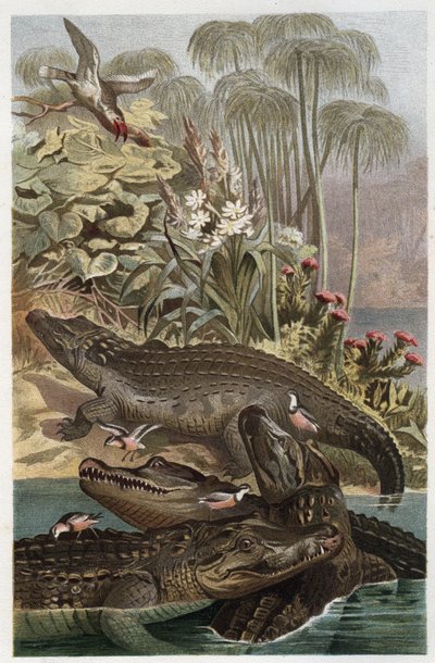 Nile Crocodile - engraving from 