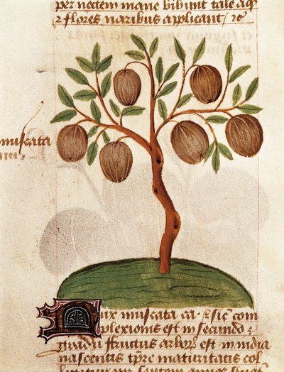 Nutmeg, Description of medicinal plants and how to prepare them (page from the manuscript 