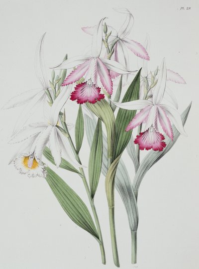 Orchid: Sobralia liliastrum from "Sertum Orchidaceum" by Unknown Artist