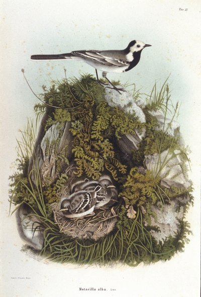 Ornithology: a grey wagtail (Motacilla alba) near the nest of its young. 19th century zoology board by Unknown artist