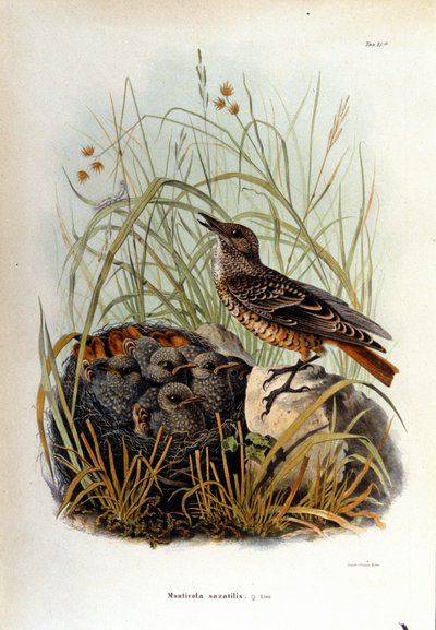 Ornithology: a rock thrush near the nest of its young by Unknown artist