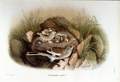 Ornithology: an alpine accentor near the nest of its young by Unknown artist