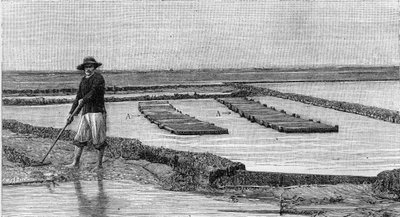 Oyster Farming in the Arcachon Basin: General View of an Oyster Park by Unknown artist