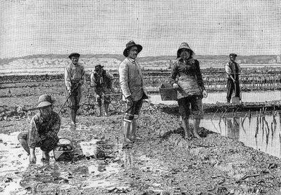 Ostreiculture - the cultivation of oysters in the Arcachon basin (1894): oyster parkers (from a photograph). Engraving in 