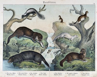 Otters, Ferrets, Weasel... - in “Natural Histories of Mammals”, ed. Schreiber by Unknown artist