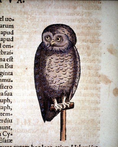 Owl - from Historiae Animalium by Konrad Gesner, Tiguri by Unknown artist