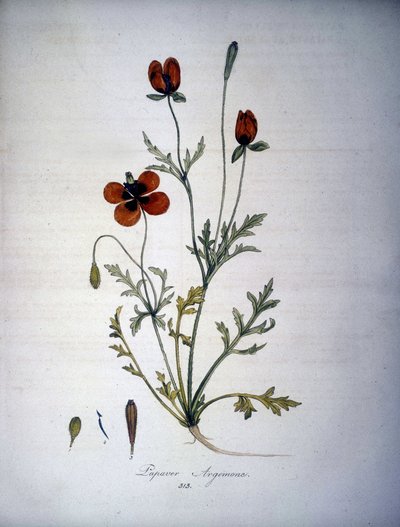 Papaver Argemone (Flower and Plant of Poppy Argemone). 19th Century Herbarium by Unknown artist