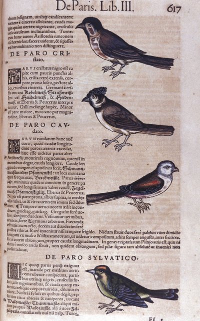 Passerines in Historia Animalium by Conrad Gesner by Unknown artist