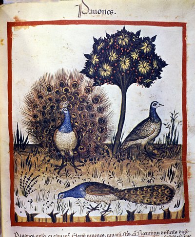 Peacocks represented in “Tacuinum sanitatis”. by Unknown artist