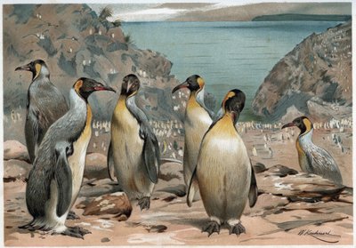 Penguins - in 