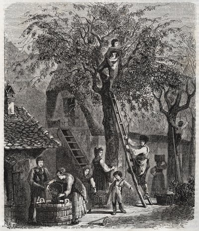 Picking cherries - engraving of 1860 by Unknown artist