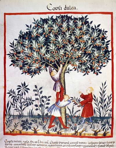 Picking cherries. Illumination from the milking of medicine and dietetics 