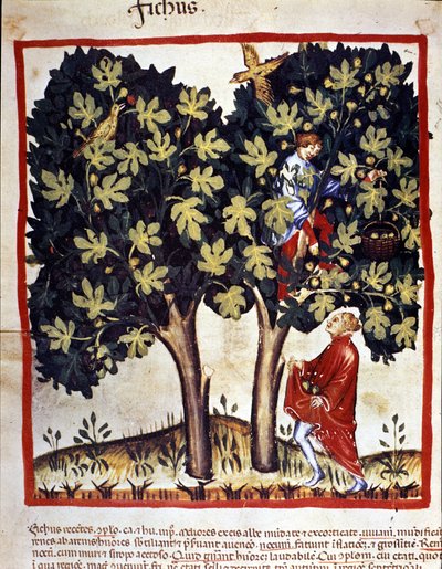 Picking figs. Illumination from 