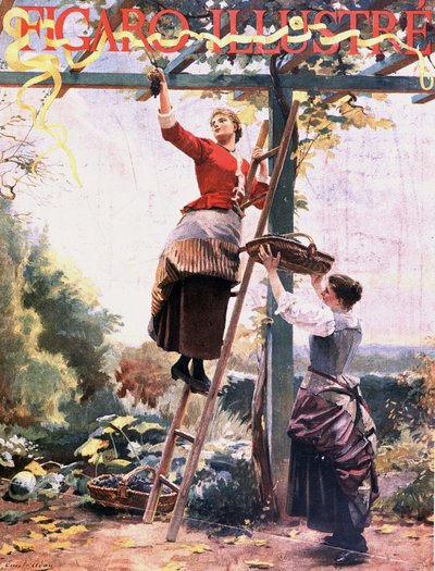 Picking grapes in suspended vines - in 