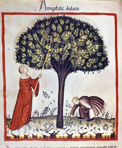 Picking sweet almonds. Illumination from the milking of medicine and dietetics 