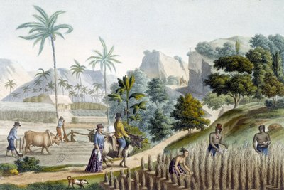 Pilling and planting rice on Guam Island (Micronesia) by Unknown artist