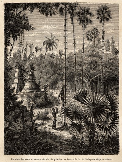 Planting borassus palm trees in Laos and collecting palm wine by Unknown artist
