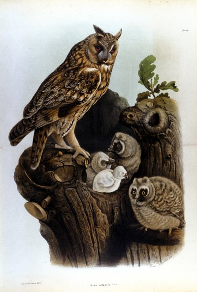 Plate representing a family of owls near the nest by Unknown artist