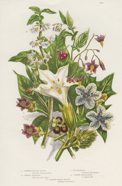 Poisonous Plants by Unknown artist