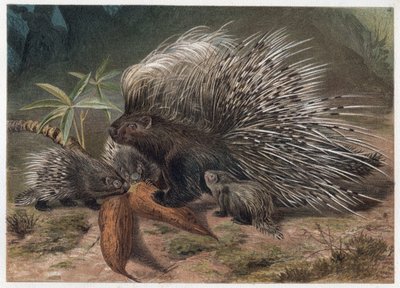 Crested Porcupine (Hystrix cristata) - engraving from 