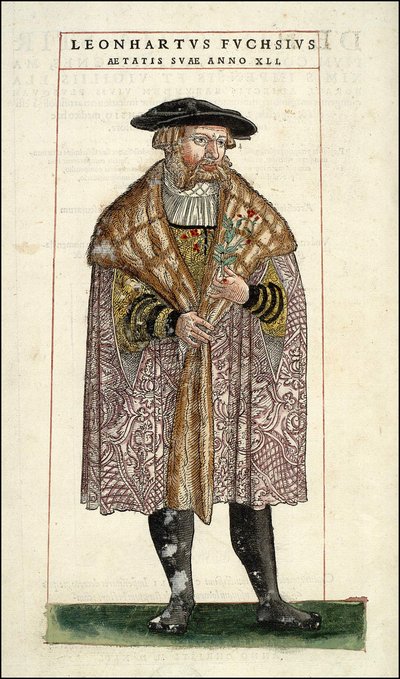 Portrait of Leonhart Fuchs: Botanist - German Doctor (1501 - 1566) - in 