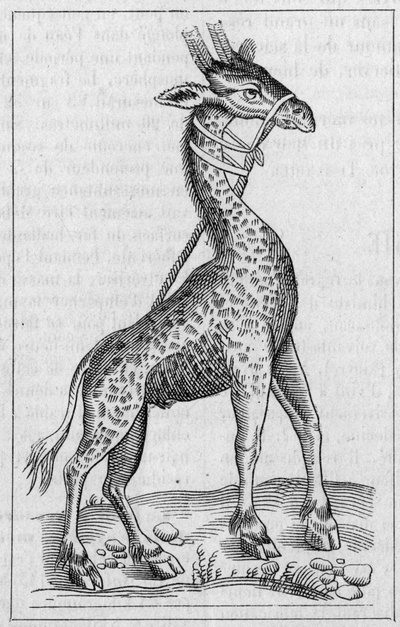 Portrait of a giraffe (After Pierre Belon) by Unknown artist